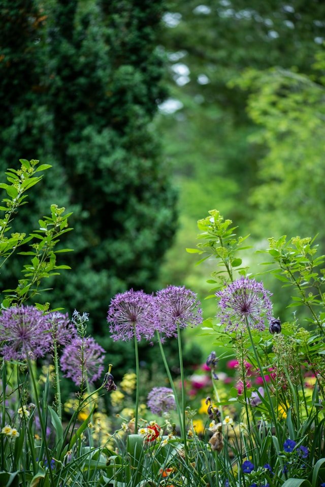 Jardin sauvage avec prairie fleurie